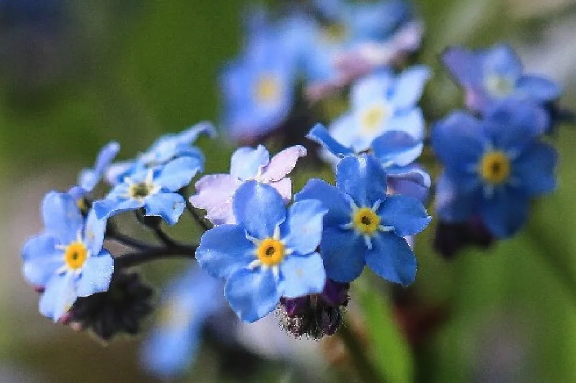 Blaue Vergissmeinnicht Blüten